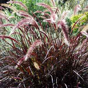 Dwarf Purple Fountain Grass (Pennisetum advena)