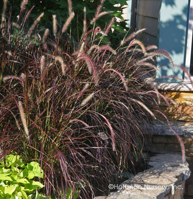 Dwarf Purple Fountain Grass (Pennisetum advena)