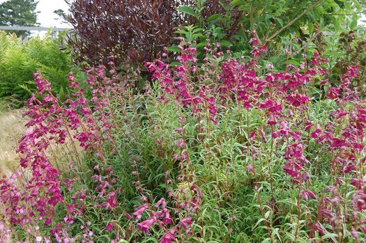 Penstemon Blackbird (Penstemon) - Ladybird Nursery