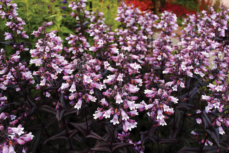 Penstemon Burgundy Dakota (Penstemon)