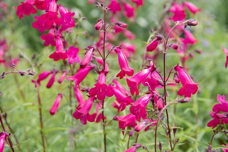 Penstemon Garnet (Penstemon) - Ladybird Nursery