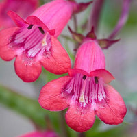 Penstemon Garnet (Penstemon)