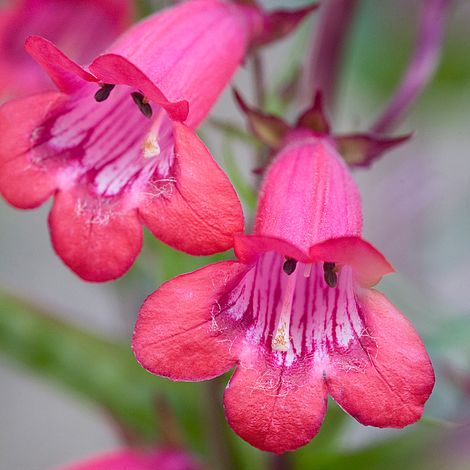 Penstemon Garnet (Penstemon) - Ladybird Nursery