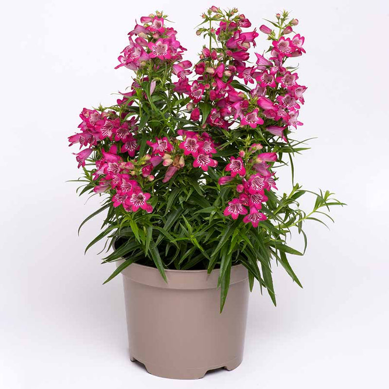 Penstemon Harlequin (Penstemon)