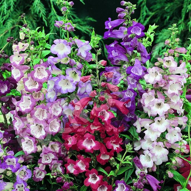Penstemon Mix (Penstemon spp.) - Ladybird Nursery