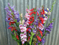 Penstemon Mix (Penstemon spp.)