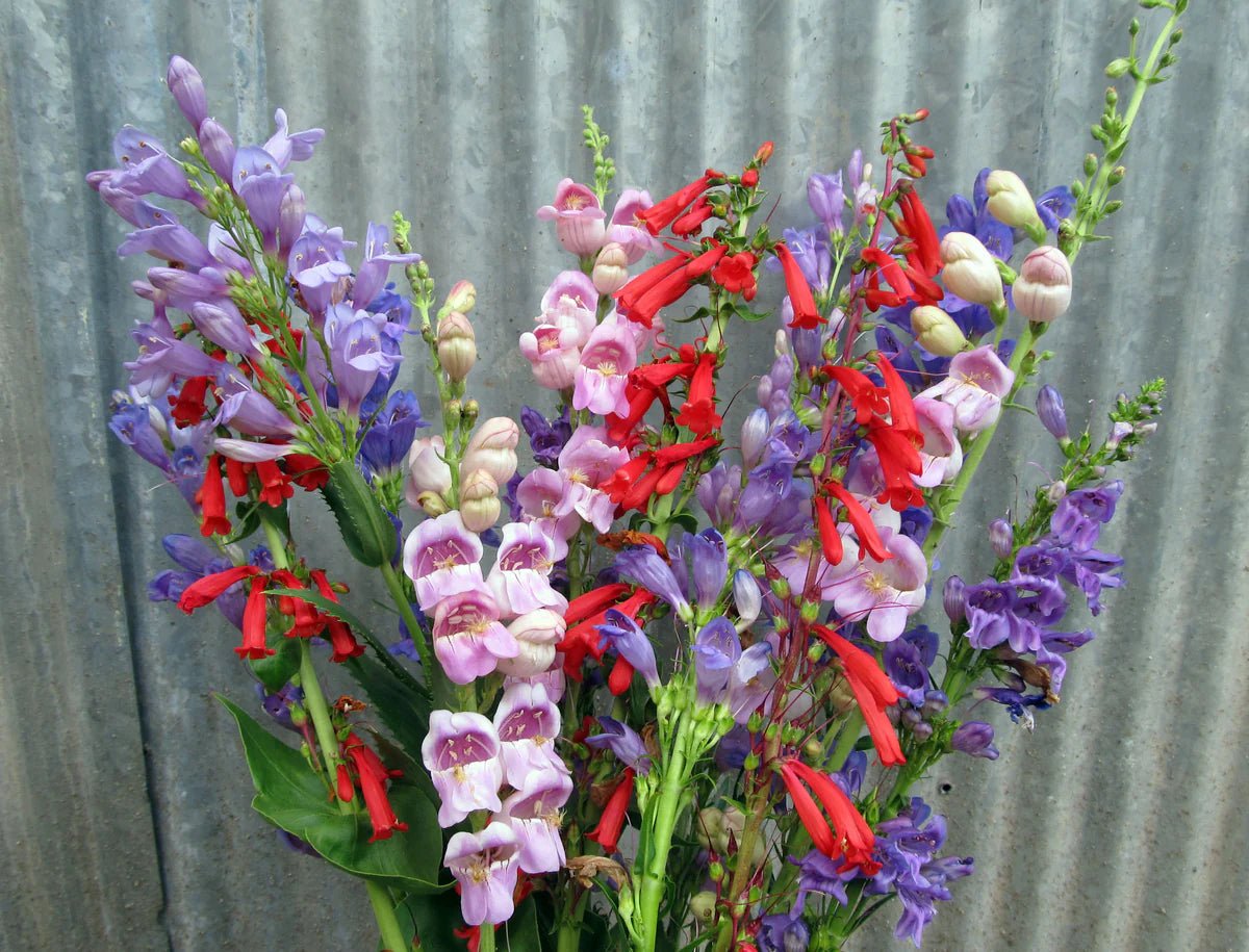 Penstemon Mix (Penstemon spp.) - Ladybird Nursery