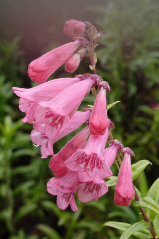 Penstemon Pink Cloud (Penstemon) - Ladybird Nursery
