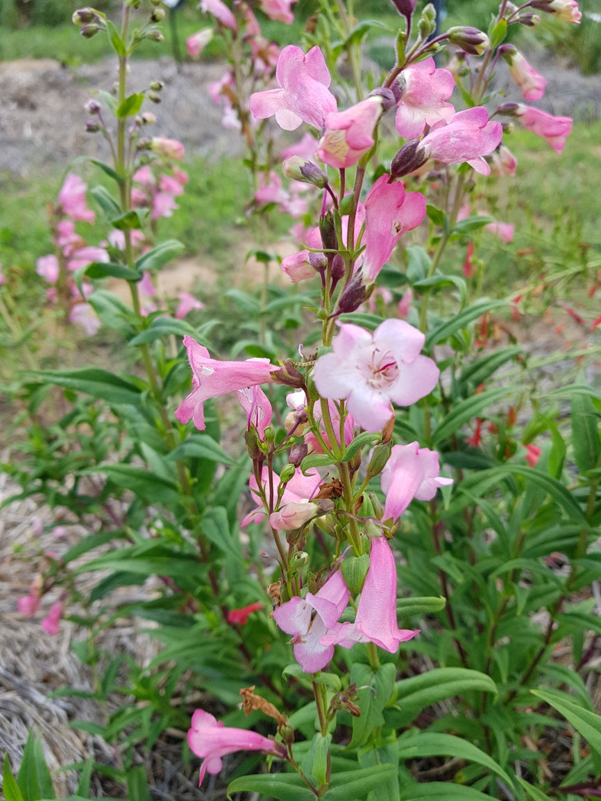 Penstemon Pink Cloud (Penstemon)