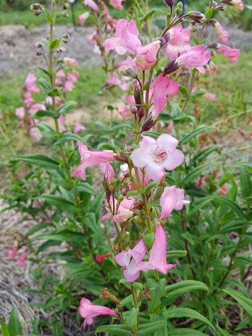 Penstemon Pink Cloud (Penstemon) - Ladybird Nursery
