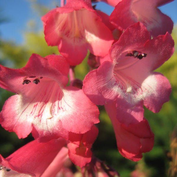 Penstemon Pink Cloud (Penstemon) - Ladybird Nursery
