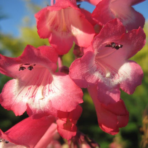 Penstemon Pink Cloud (Penstemon) - Ladybird Nursery
