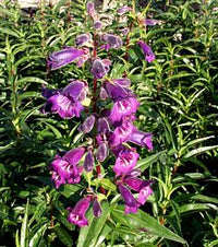 Penstemon Midnight (Penstemon)