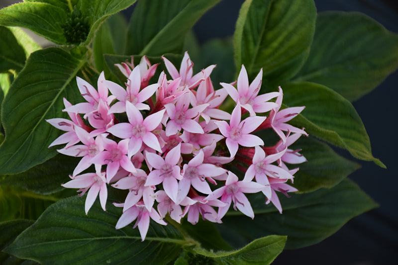 Pentas Appleblossom Starcluster