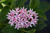 Pentas Appleblossom Starcluster