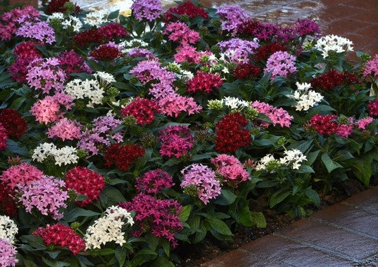 Pentas Lucky Star Mix (Pentas)