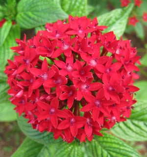 Pentas Red (Pentas lanceolata)