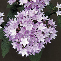 Pentas Starcluster Lavender