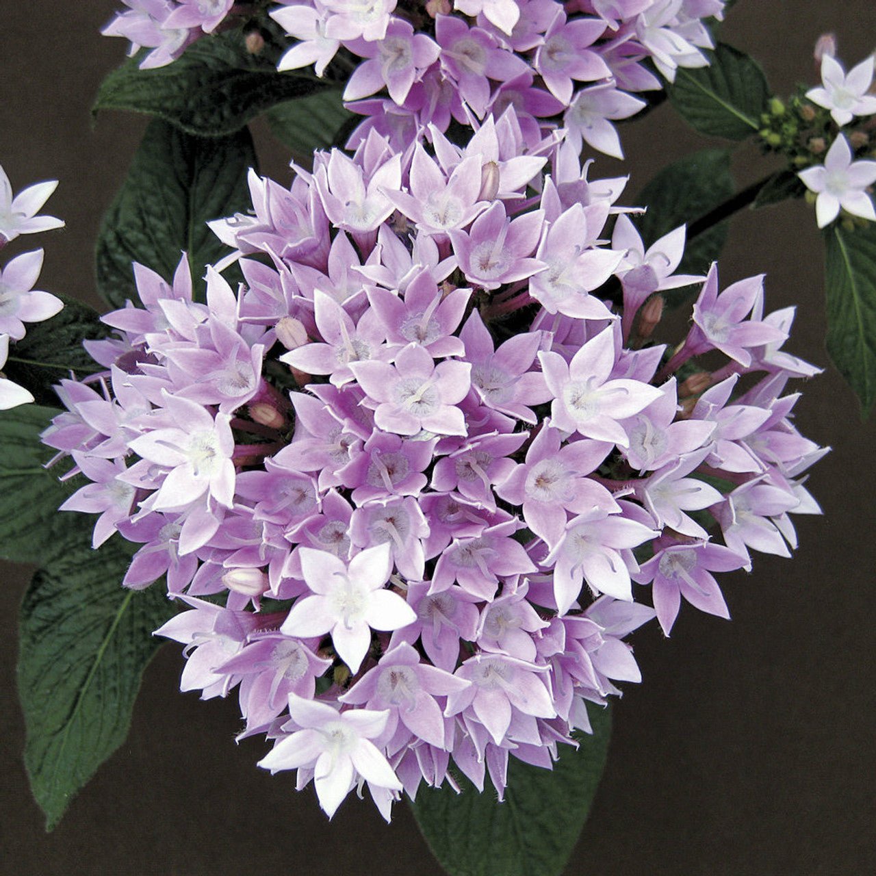 Pentas Starcluster Lavender - Ladybird Nursery