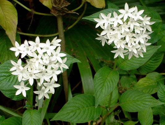 Pentas Starcluster