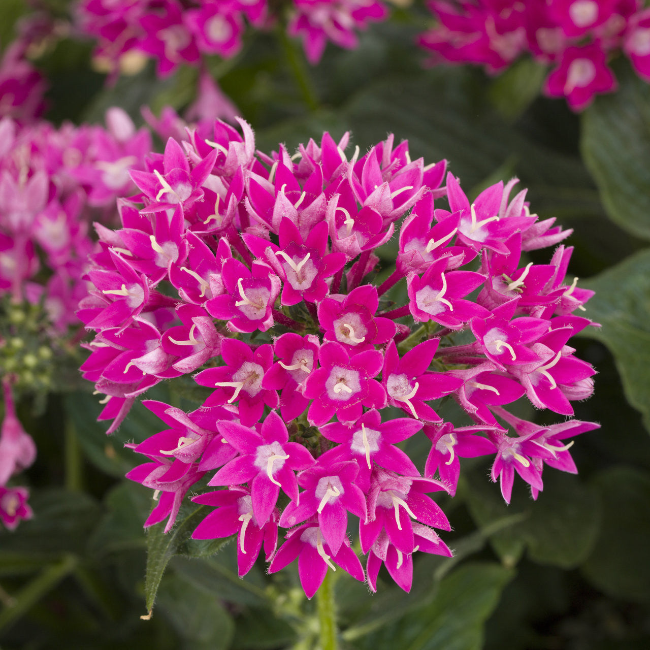 Pentas Starcluster Violet