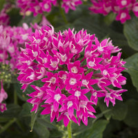 Pentas Starcluster Violet