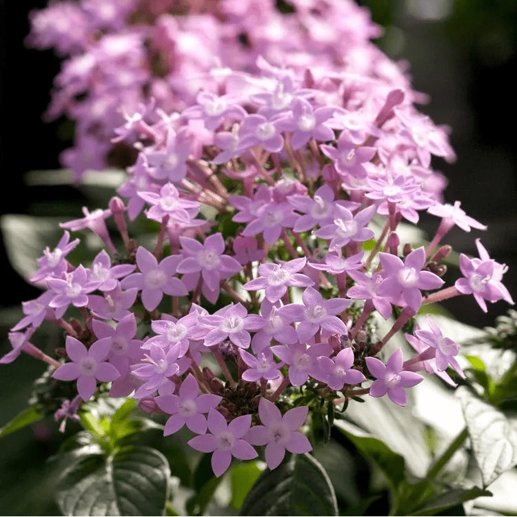 Egyptian Star Flower ‘Lavender’ (Pentas lanceolata) - Ladybird Nursery