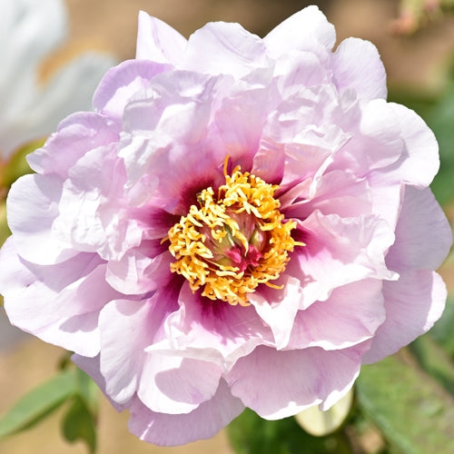 Itoh Peony Luxuriant (Paeonia)