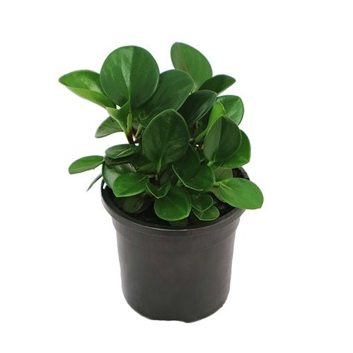 Baby Rubber Plant Jade (Peperomia obtusifolia) - Ladybird Nursery