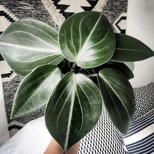 Peperomia Vanilla (Peperomia maculosa)