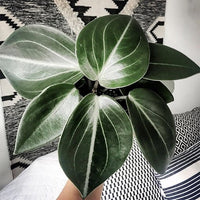 Peperomia Vanilla (Peperomia maculosa) - Ladybird Nursery