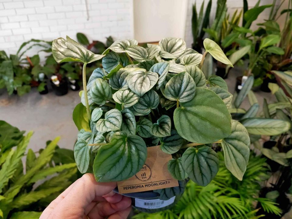 Peperomia Moonlight - Ladybird Nursery