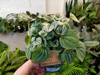 Peperomia Moonlight