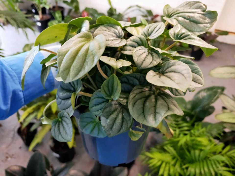 Peperomia Moonlight - Ladybird Nursery