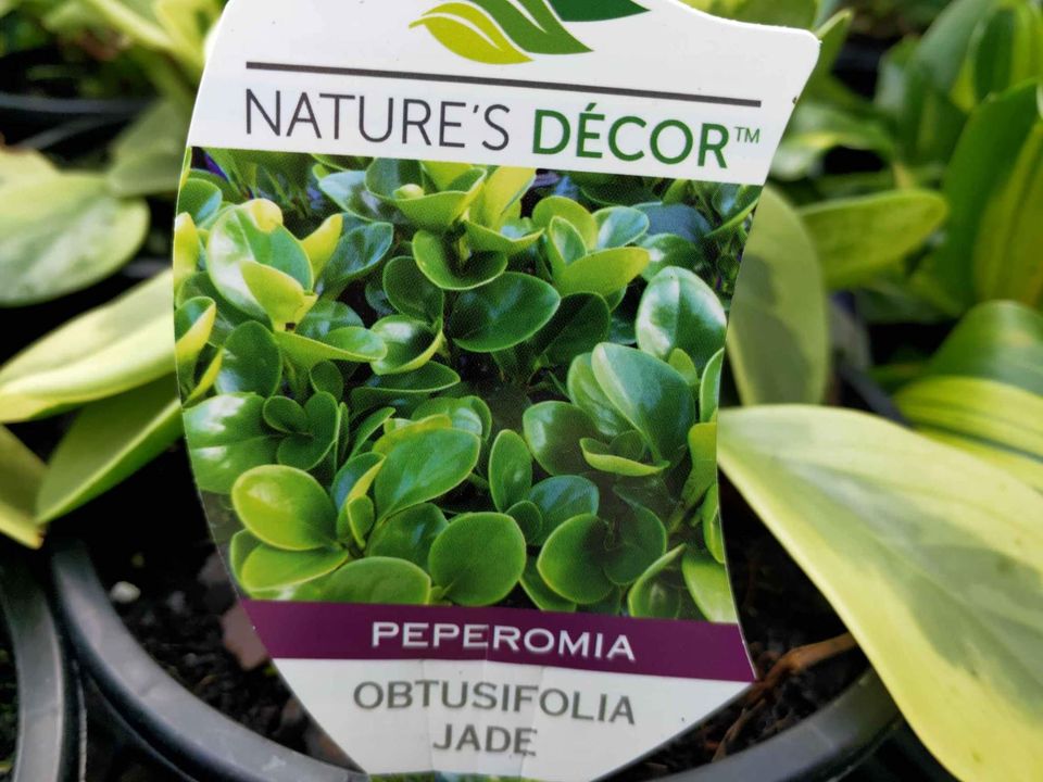 Peperomia Obtusifolia Variegated - Ladybird Nursery