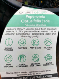 Peperomia Obtusifolia Variegated