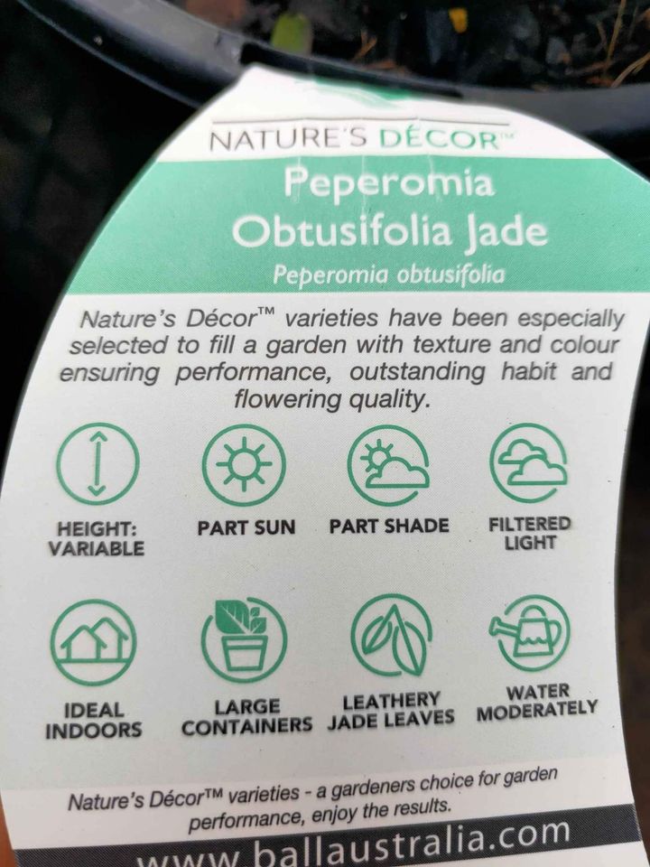 Peperomia Obtusifolia Variegated - Ladybird Nursery