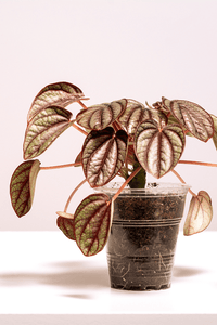 Peperomia Piccolo Banda (Peperomia)