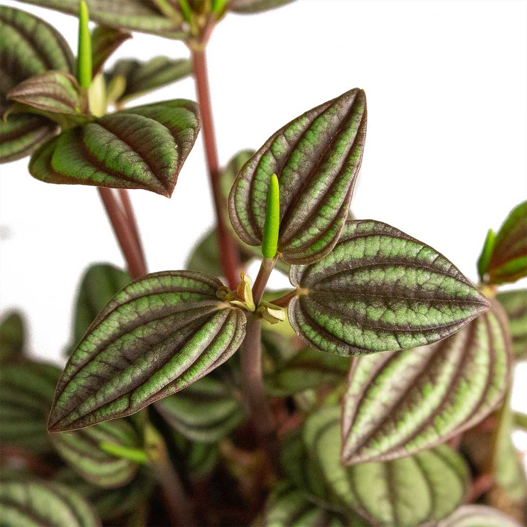 Peperomia Piccolo Banda (Peperomia)