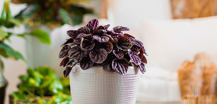 Peperomia Red (Peperomia schumi)