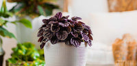 Peperomia Red (Peperomia schumi) - Ladybird Nursery