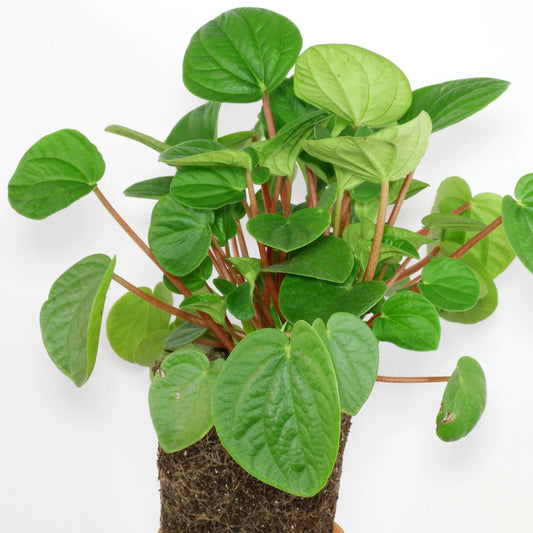 Peperomia Rana Verde (Peperomia)