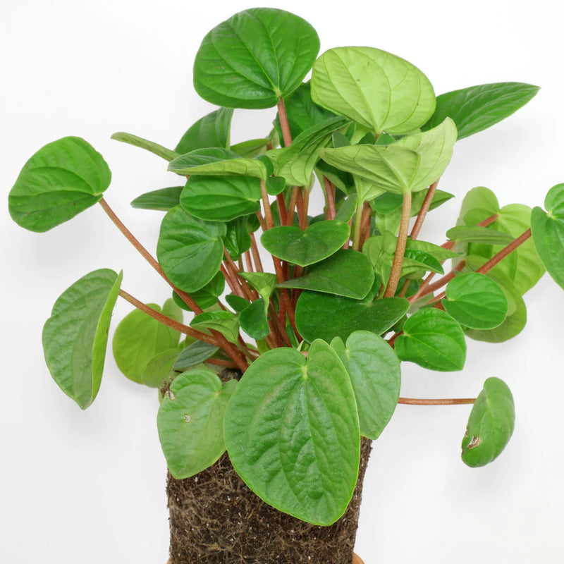 Peperomia Rana Verde (Peperomia)