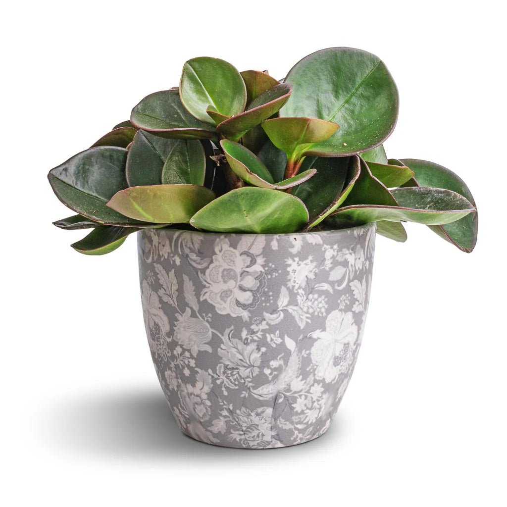 Peperomia Red Edge (Peperomia clusiifolia) - Ladybird Nursery