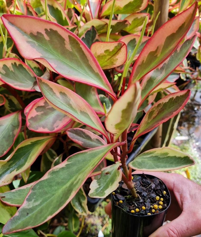 Peperomia Red Edge Jelly (Peperomia clusiifolia) - Ladybird Nursery