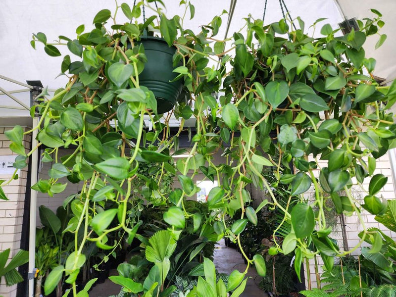 Peperomia hanging baskets