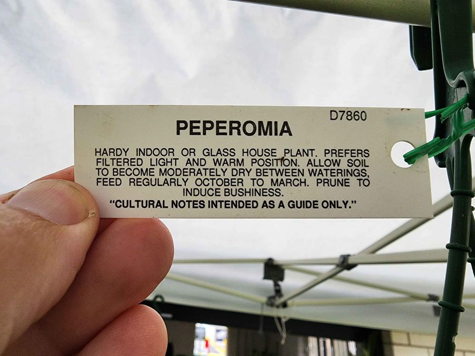 Peperomia hanging baskets