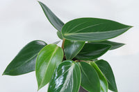 Peperomia Vanilla (Peperomia maculosa)
