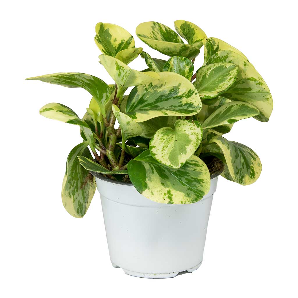 Baby Rubber Plant Variegated (Peperomia obtusifolia)