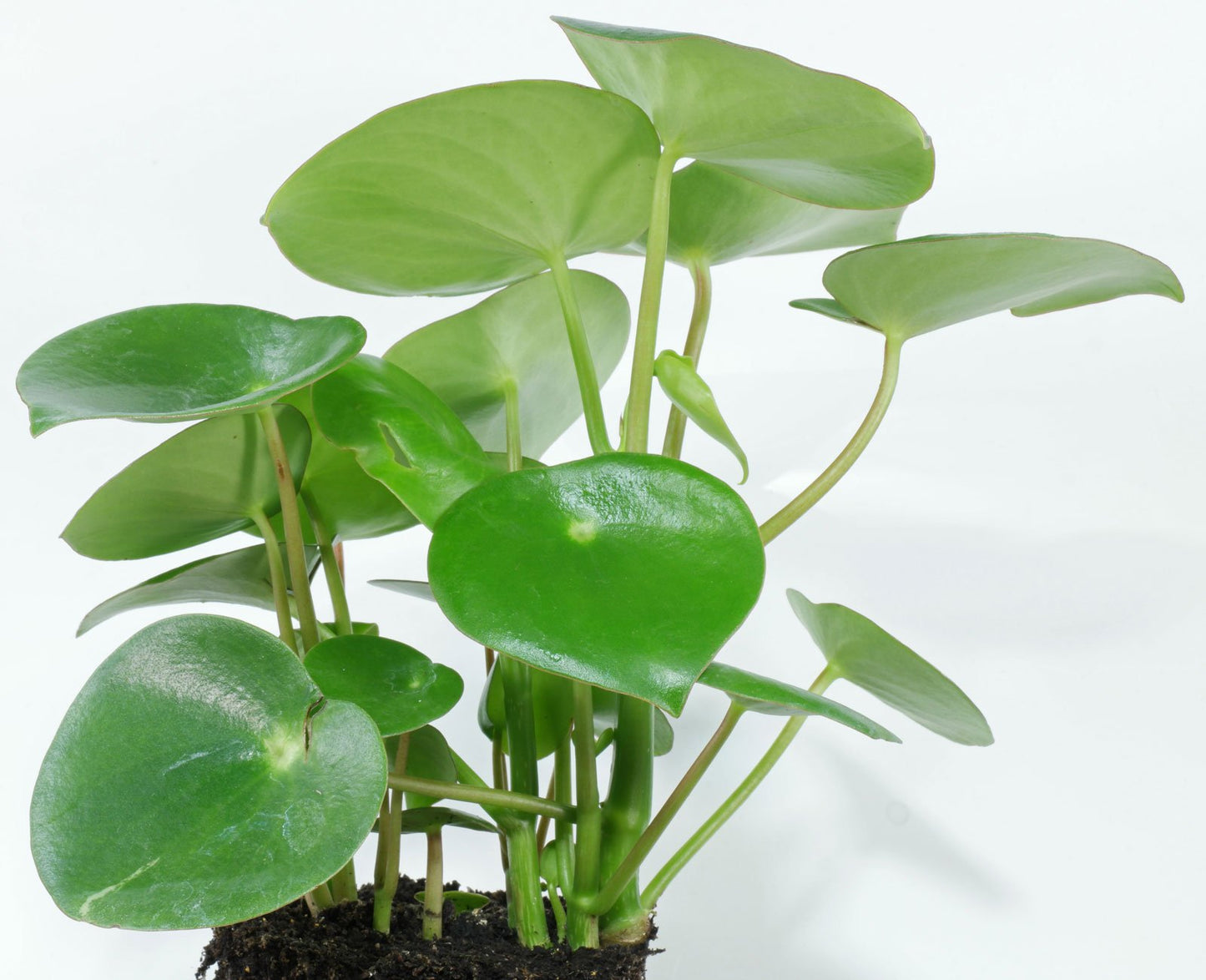 Peperomia Coin Leaf (Peperomia polybotrya)